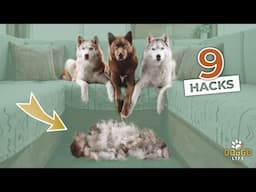 How To Keep a Clean Home With Dogs * EASY HACKS - HUSKY APPROVED *