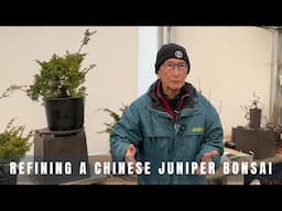 Refining a Chinese juniper bonsai