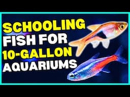 6 MUST HAVE Schooling Fish for 10 Gallon Aquariums! | Freshwater Schooling Fish