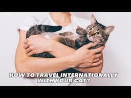 How to Travel Internationally with Your Cat: Stress-Free Tips and Expert Advice