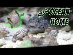 Moving My Pufferfish Into A More Affordable Home