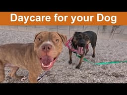 Dog TV Daycare #32