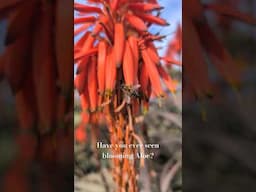 Blooming Aloe in December #botanical #naturetherapy