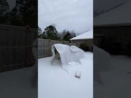 Palm Tree Snow Protection IGLOO!