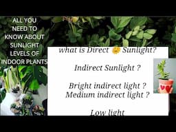 What is bright indirect sunlight for indoor plants ? Medium indirect sunlight, low light explained