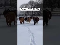 Happy Winter Solstice! Cows are playful, nurturing, & emotional animals. #farmanimals #cuteanimals