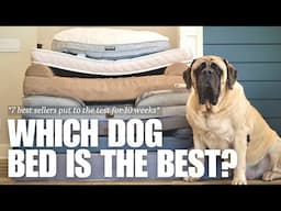 Which is the Best Dog Bed for Large Dogs? | 7 Most Popular Beds Tested for 10 Weeks | RESULTS!!