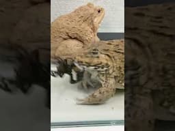 Asian Bullfrog eats giant scorpion #shorts