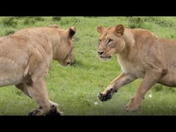 How do female lions behave towards each other in the wild?