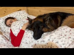 German Shepherd Begs To Sleep In My Bed  | How Can I Say No?