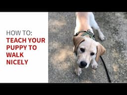 How to teach your puppy to walk nicely