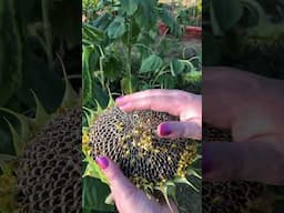 One of the sunflowers was ready to be harvested today 🌻 #garden #gardening #sunflower #fall