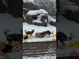 African painted dogs Daisie and Roanne were chirping and chittering away for their birthday!