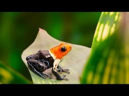 National Geographic Documentary | Secrets In the Amazon Rain Forest | Wild Planet