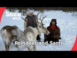 The Sami: Guardians of the Reindeer | SLICE WILD | FULL DOC