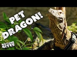 Komodo Dragons Go For Walkies… | The Secret Life of the Zoo | Nature Bites