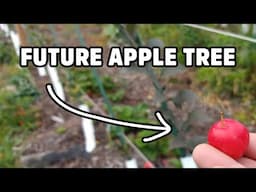 Growing Apples from Seed in the City: Fall 2022 🌱🍏