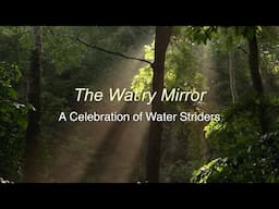 The Wat'ry Mirror — A Celebration of Water Striders