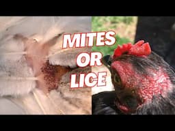 ❗️Mites/Lice on Chickens❗️(coop clean out)