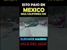 PARTE 2 DE 3 - Elefante marino aterroriza en playa de México.