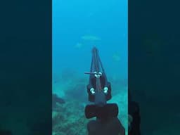 pure ecstasy or pure heartbreak - spearfishing big fish