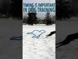 The IMPOSSIBLE Pause Game: Timing Is Important In Dog Training