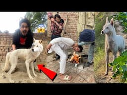 Wolf Dog Chori Kar Lya Hamza Ny😱Wolf Dog Wallon Ny Chachu Ko Aag Ma Gira Dya💔