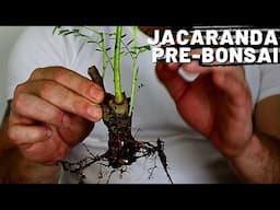 Root Pruning Jacarandas Part 3 | Jacaranda Bonsai