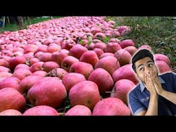 A red carpet made of Lakhs of Apples !!! Kashmir day 2