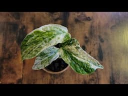 Amydrium Variegata I Care