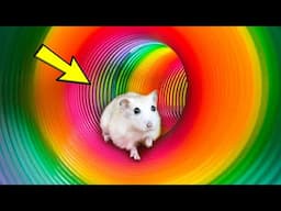 🌈🐹The Best Hamster Challenges 2 - Hamster Escape from the Most Amazing Maze 😱 #hamster #mazediytraps