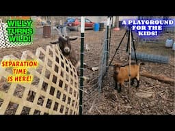 WE KNEW THE TIME WAS NEAR | goat, work, couple builds, tiny house, homesteading, off-grid |