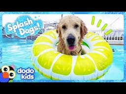 We Can't Keep This Splash Dog Out Of His Neighbor's Pool! | Dodo Kids | Splash Dogs