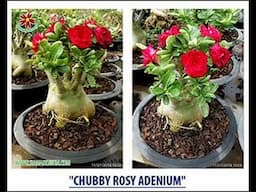 Chubby Rosy Adenium