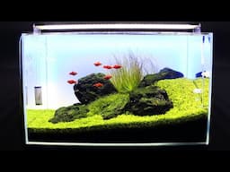 FINAL CHAPTER | Classic Iwagumi Aquascape | Planted Aquarium