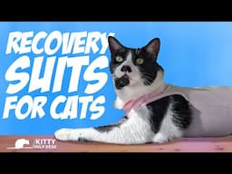 Does Your Cat Need a Recovery Suit?