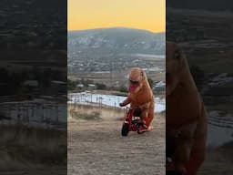 T-rex gets an FRP mini bike #jurassicpark #dinosaur #jurassicworld #minibike #frp #frpgmb100 #trex