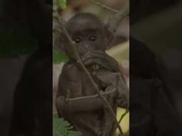 Tale of Two Monkey Babies #wildlife #animals #optimumtelevision