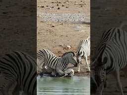 DON’T PUSH YOUR CHILD TO BE DROWNED #remix #viral  #zebra #life #growth