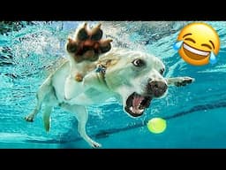 Funny Animal Videos 2024 😂🤪 - Funny Cats und Dog Videos😅