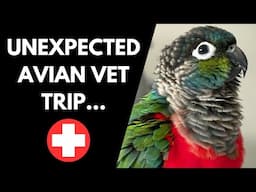 My Parrot Had an Urgent Avian Vet Appointment | Kipling the Crimson Bellied Conure | BirdNerdSophie