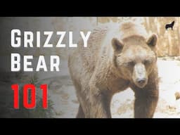 Grizzly Bear 101 - Fast Grizzly Bear Facts and Information