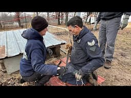 Op. Out of the Box: The rescue of 46 chihuahuas from a closed-down breeding facility in MO