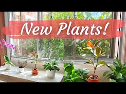 Starting a houseplant collection in my new apartment! | Houseplant shopping haul