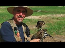 Falconry - Adrian Reuter Cortes my favorite merlin "Musa"