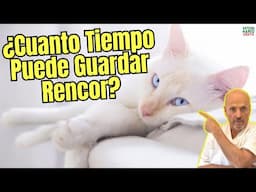 😱 ¿CUANTO TIEMPO PUEDE GUARDAR RENCOR UN GATO? 😱