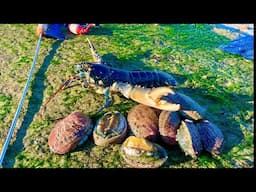 Big Lobsters & Abalone  - Coastal Foraging ! Catch n Cook