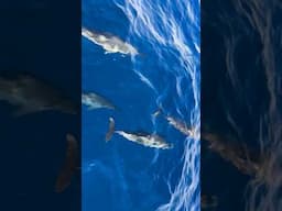 Spinner Dolphins off the west coast of Kauai Hawaii