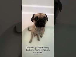 This Dog WANTED To Take a Bath! (@nicoletiedemann00)