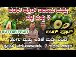 ಬೆಣ್ಣೆ ಹಣ್ಣು ಕೃಷಿ|Butter fruit|avacado|bulb Butter fruit|balloon butterfruit|Hash fruit|Benne hannu|